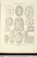 An illustration from (Band 2): Grundriss einer allgemeinen Naturgeschichte der Radiolarien (1887)