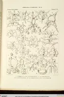 Picture 26 of 29 from (Band 2): Grundriss einer allgemeinen Naturgeschichte der Radiolarien (1887), leaf 441