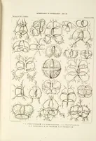 Picture 27 of 29 from (Band 2): Grundriss einer allgemeinen Naturgeschichte der Radiolarien (1887), leaf 444