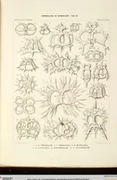 Picture 28 of 29 from (Band 2): Grundriss einer allgemeinen Naturgeschichte der Radiolarien (1887), leaf 447