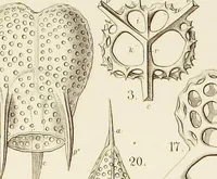 An illustration from (Band 2): Grundriss einer allgemeinen Naturgeschichte der Radiolarien (1887)