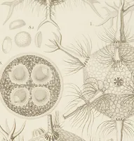 An illustration from (Band 4): Die Phaeodarien oder Cannopyleen Radiolarien (1888)