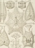 An illustration from (Band 4): Die Phaeodarien oder Cannopyleen Radiolarien (1888)