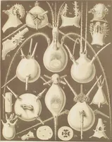 An illustration from (Band 4): Die Phaeodarien oder Cannopyleen Radiolarien (1888)