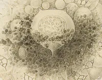 An illustration from (Band 4): Die Phaeodarien oder Cannopyleen Radiolarien (1888)