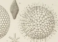 An illustration from (Band 4): Die Phaeodarien oder Cannopyleen Radiolarien (1888)