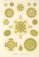 Picture 28 of 42 from (Band 1): Fünfzig Illustrationstafeln mit beschreibendem Text (1899), leaf 114