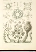 An illustration from (Band 1): Fünfzig Illustrationstafeln mit beschreibendem Text (1899)