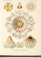 An illustration from (Band 1): Fünfzig Illustrationstafeln mit beschreibendem Text (1899)