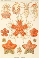 Picture 32 of 42 from (Band 1): Fünfzig Illustrationstafeln mit beschreibendem Text (1899), leaf 133