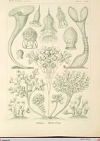 An illustration from (Band 1): Fünfzig Illustrationstafeln mit beschreibendem Text (1899)