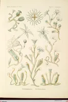 An illustration from (Band 1): Fünfzig Illustrationstafeln mit beschreibendem Text (1899)