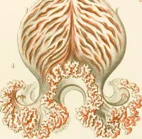 Picture 38 of 42 from (Band 1): Fünfzig Illustrationstafeln mit beschreibendem Text (1899), leaf 154