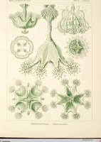 An illustration from (Band 1): Fünfzig Illustrationstafeln mit beschreibendem Text (1899)
