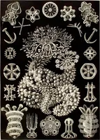Picture 42 of 42 from (Band 1): Fünfzig Illustrationstafeln mit beschreibendem Text (1899), leaf 169