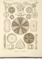 An illustration from (Band 1): Fünfzig Illustrationstafeln mit beschreibendem Text (1899)