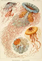 Picture 6 of 42 from (Band 1): Fünfzig Illustrationstafeln mit beschreibendem Text (1899), leaf 30