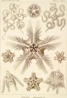 Picture 8 of 42 from (Band 1): Fünfzig Illustrationstafeln mit beschreibendem Text (1899), leaf 37