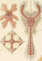 Picture 9 of 42 from (Band 1): Fünfzig Illustrationstafeln mit beschreibendem Text (1899), leaf 41