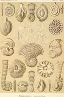 Picture 11 of 42 from (Band 1): Fünfzig Illustrationstafeln mit beschreibendem Text (1899), leaf 44