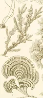 An illustration from (Band 1): Fünfzig Illustrationstafeln mit beschreibendem Text (1899)