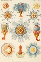 An illustration from (Band 1): Fünfzig Illustrationstafeln mit beschreibendem Text (1899)