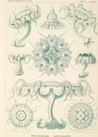 Picture 15 of 42 from (Band 1): Fünfzig Illustrationstafeln mit beschreibendem Text (1899), leaf 61