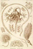 Picture 16 of 42 from (Band 1): Fünfzig Illustrationstafeln mit beschreibendem Text (1899), leaf 64