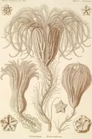 An illustration from (Band 1): Fünfzig Illustrationstafeln mit beschreibendem Text (1899)