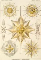 Picture 18 of 42 from (Band 1): Fünfzig Illustrationstafeln mit beschreibendem Text (1899), leaf 70