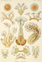 Picture 19 of 42 from (Band 1): Fünfzig Illustrationstafeln mit beschreibendem Text (1899), leaf 76