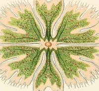 Picture 21 of 42 from (Band 1): Fünfzig Illustrationstafeln mit beschreibendem Text (1899), leaf 79