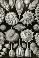Picture 33 of 51 from (Band 2): Fünfzig Illustrationstafeln mit beschreibendem Text (1900), leaf 111