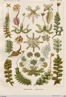 An illustration from (Band 2): Fünfzig Illustrationstafeln mit beschreibendem Text (1900)