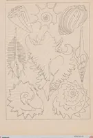 Picture 3 of 51 from (Band 2): Fünfzig Illustrationstafeln mit beschreibendem Text (1900), leaf 12