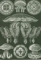 An illustration from (Band 2): Fünfzig Illustrationstafeln mit beschreibendem Text (1900)