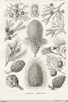 An illustration from (Band 2): Fünfzig Illustrationstafeln mit beschreibendem Text (1900)