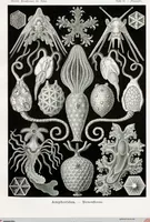 Picture 45 of 51 from (Band 2): Fünfzig Illustrationstafeln mit beschreibendem Text (1900), leaf 162