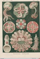 Picture 48 of 51 from (Band 2): Fünfzig Illustrationstafeln mit beschreibendem Text (1900), leaf 172