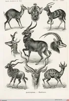 An illustration from (Band 2): Fünfzig Illustrationstafeln mit beschreibendem Text (1900)