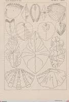 Picture 6 of 51 from (Band 2): Fünfzig Illustrationstafeln mit beschreibendem Text (1900), leaf 19