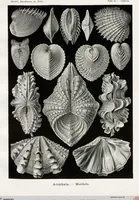 Picture 7 of 51 from (Band 2): Fünfzig Illustrationstafeln mit beschreibendem Text (1900), leaf 20
