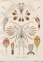 An illustration from (Band 2): Fünfzig Illustrationstafeln mit beschreibendem Text (1900)