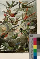 Picture 51 of 51 from (Band 2): Fünfzig Illustrationstafeln mit beschreibendem Text (1900), leaf 231