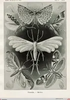 An illustration from (Band 2): Fünfzig Illustrationstafeln mit beschreibendem Text (1900)