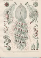 Picture 12 of 51 from (Band 2): Fünfzig Illustrationstafeln mit beschreibendem Text (1900), leaf 34