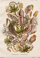 An illustration from (Band 2): Fünfzig Illustrationstafeln mit beschreibendem Text (1900)