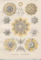 An illustration from (Band 2): Fünfzig Illustrationstafeln mit beschreibendem Text (1900)