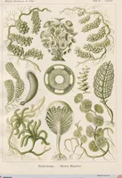 Picture 17 of 51 from (Band 2): Fünfzig Illustrationstafeln mit beschreibendem Text (1900), leaf 52