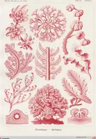 An illustration from (Band 2): Fünfzig Illustrationstafeln mit beschreibendem Text (1900)